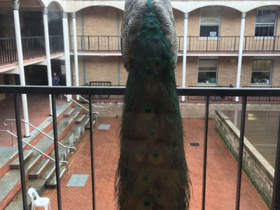 NewFortune_peacock
